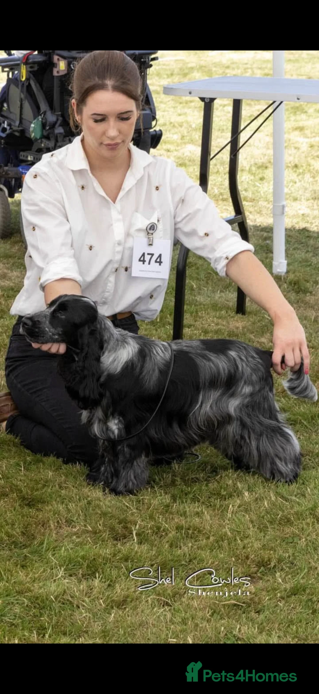 Cocker Spaniel dogs for sale: WAITLIST OPEN Show Cocker Spaniel Puppies  in Minehead - Advert 2