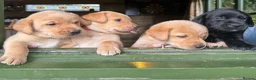 Labrador Retriever dogs for sale: SUPERB LABRADOR PUPPIES  in Dorchester - Advert 4