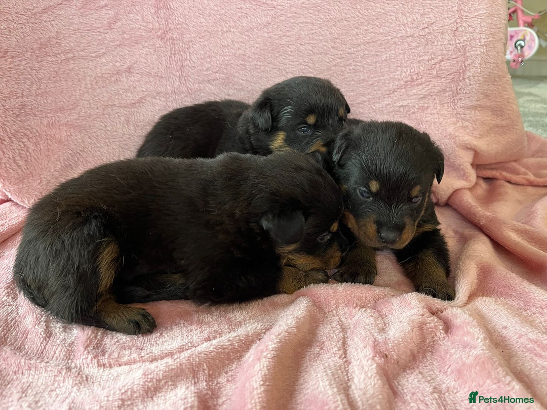 Rottweiler dogs for sale: 🤎🖤🦍 KC REGISTERED 5 ⭐️ BREEDER - Advert 17