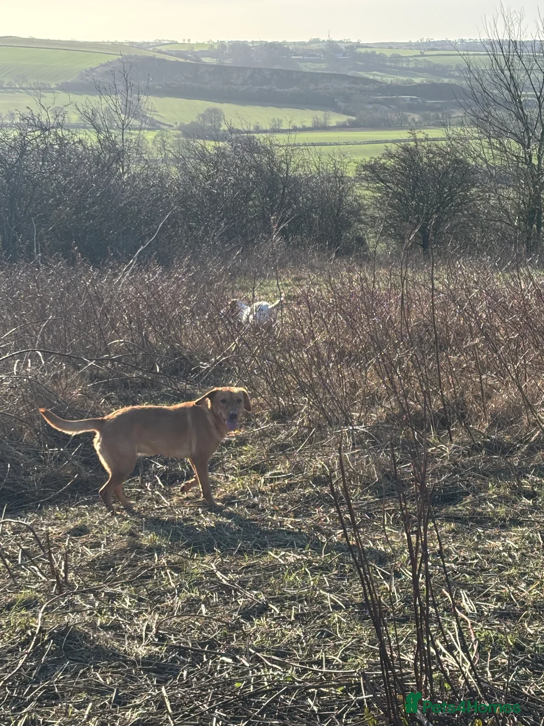 Labrador Retriever dogs for sale: Kc reg Labrador bitch - Advert 10
