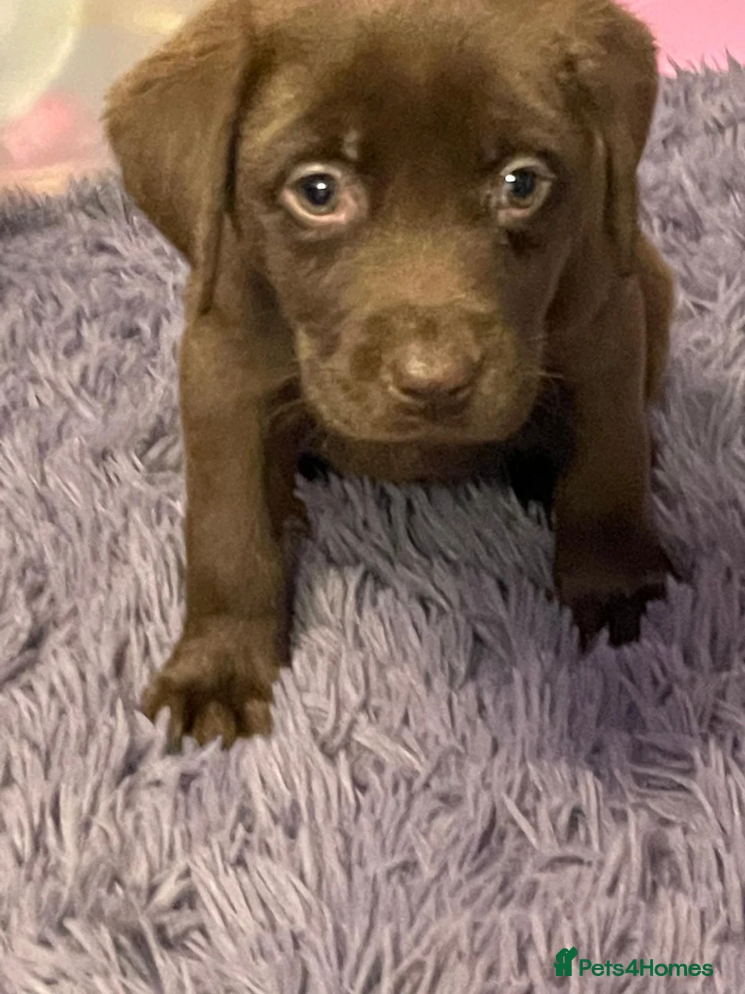 Labrador Retriever dogs for sale: Outstanding health tested Chocolate Labradors  - Advert 6