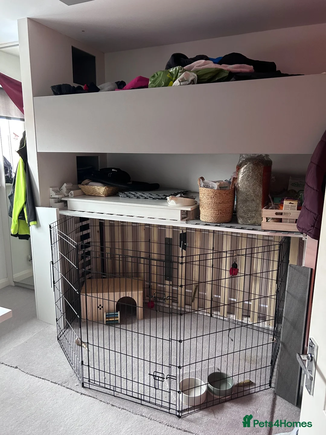 English Lop rabbits for sale: House bunnies! 2 brothers 🩵🩵🐰🐰 - Advert 4