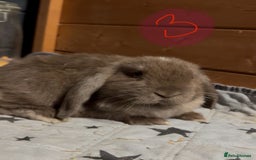 Mini Lop rabbits for sale: 8 beautiful friendly baby mini lops  - Image 13