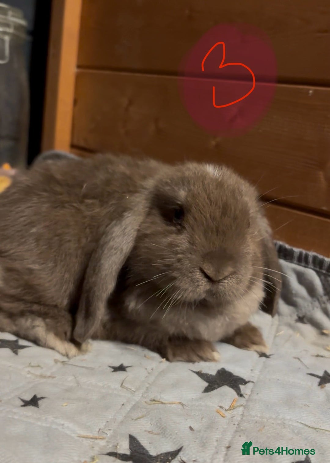 Mini Lop rabbits for sale: 8 beautiful friendly baby mini lops  - Image 13