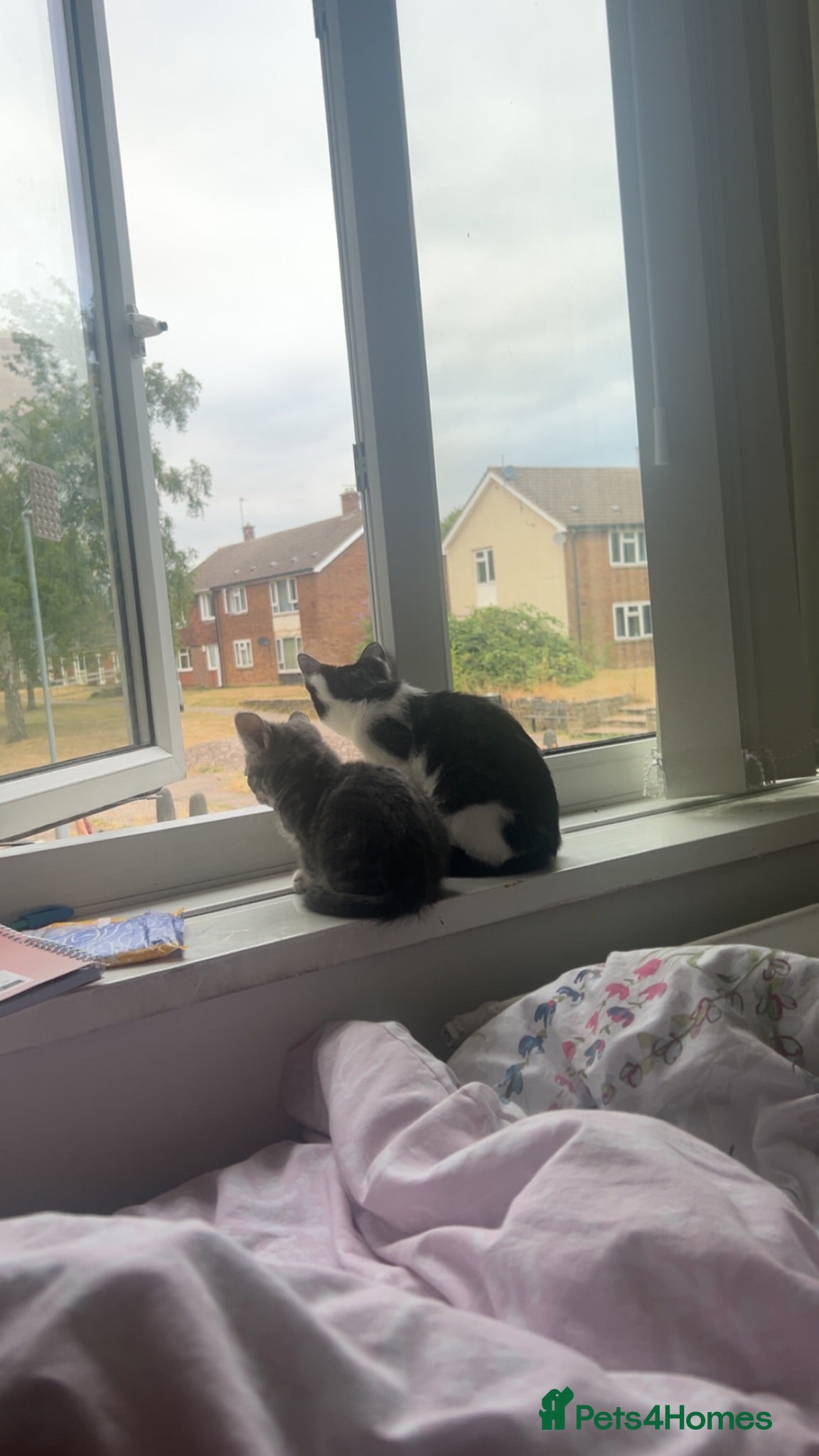 Mixed Breed cats Tuxedo female kitten - Advert 4