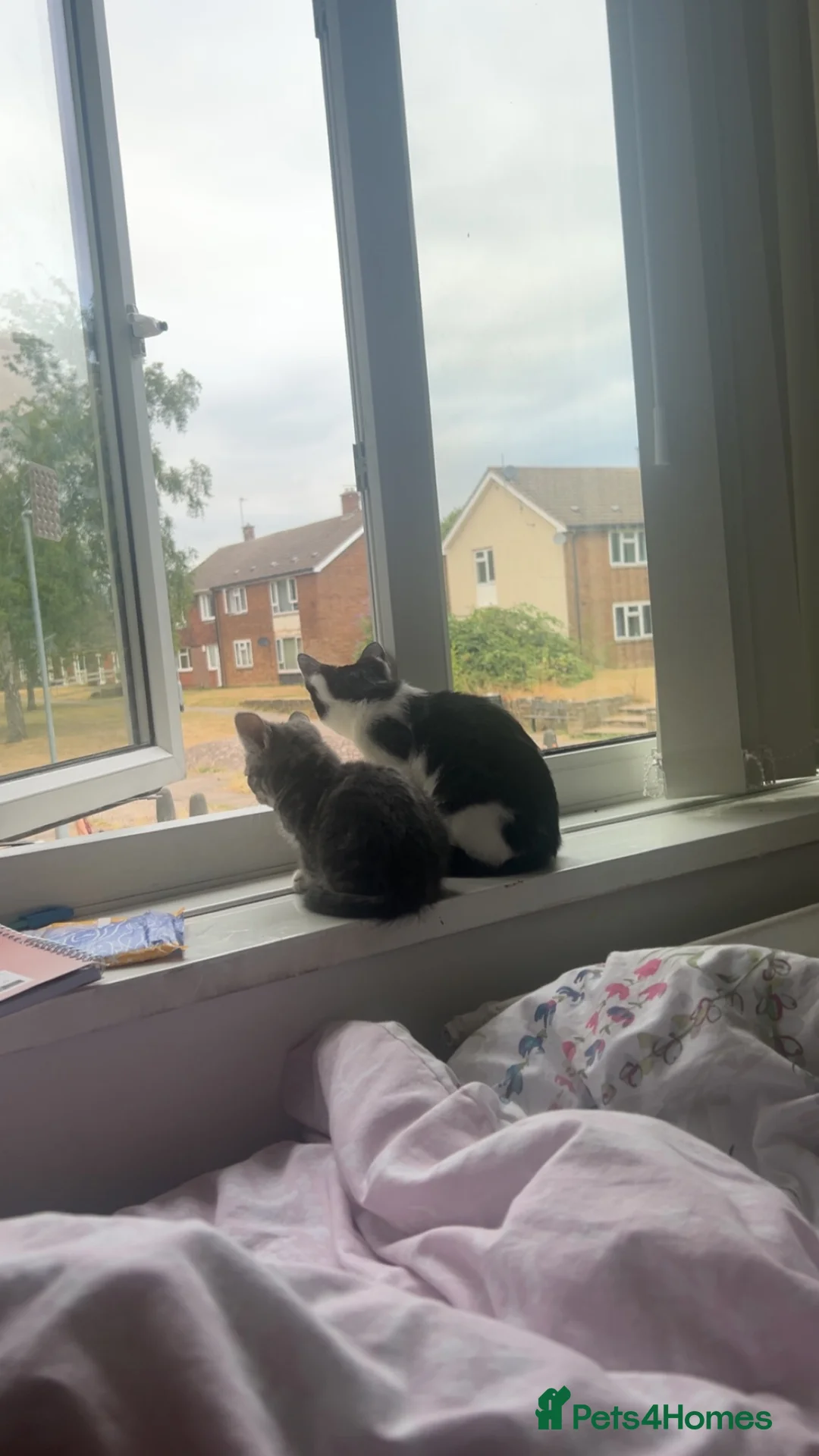 Mixed Breed cats for sale: Tuxedo female kitten in Nottingham - Advert 1