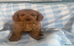 Cockapoo dogs for sale: Stunning F1b Toy Cockapoo puppy 🐶 now 1 Boy left  - Image 1