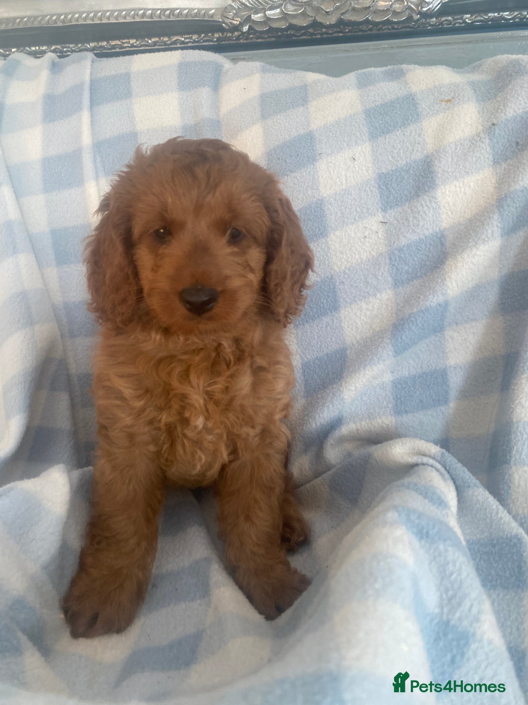 Cockapoo dogs for sale: Stunning F1b Toy Cockapoo puppy 🐶 now 1 Boy left  - Image 1