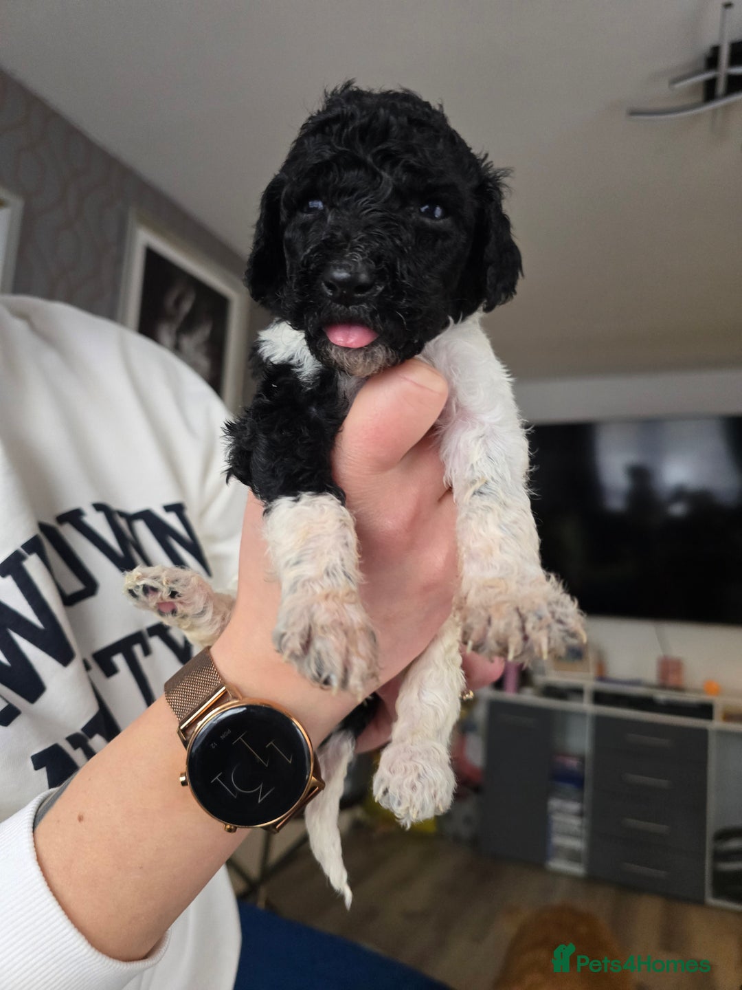 Standard Poodle dogs for sale: KC registered Standard Poodles! - Advert 3