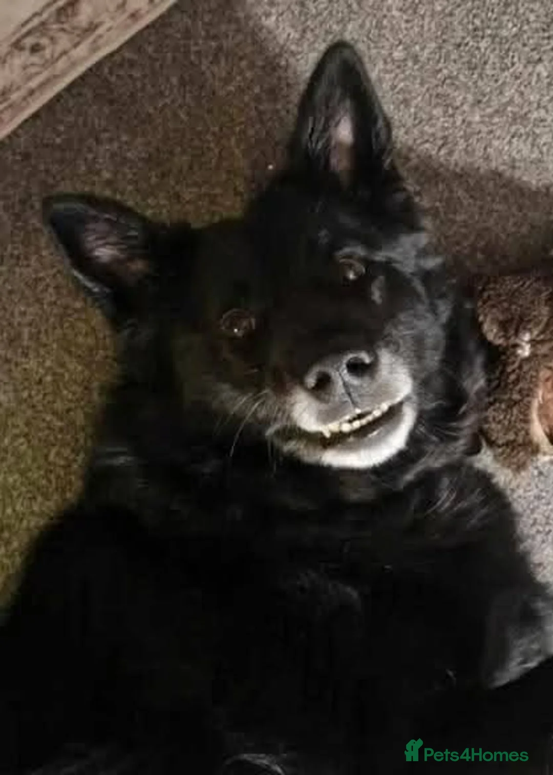 Mixed Breed dogs for adoption: Meet Bear, currently residing in Staffordshire - Advert 4