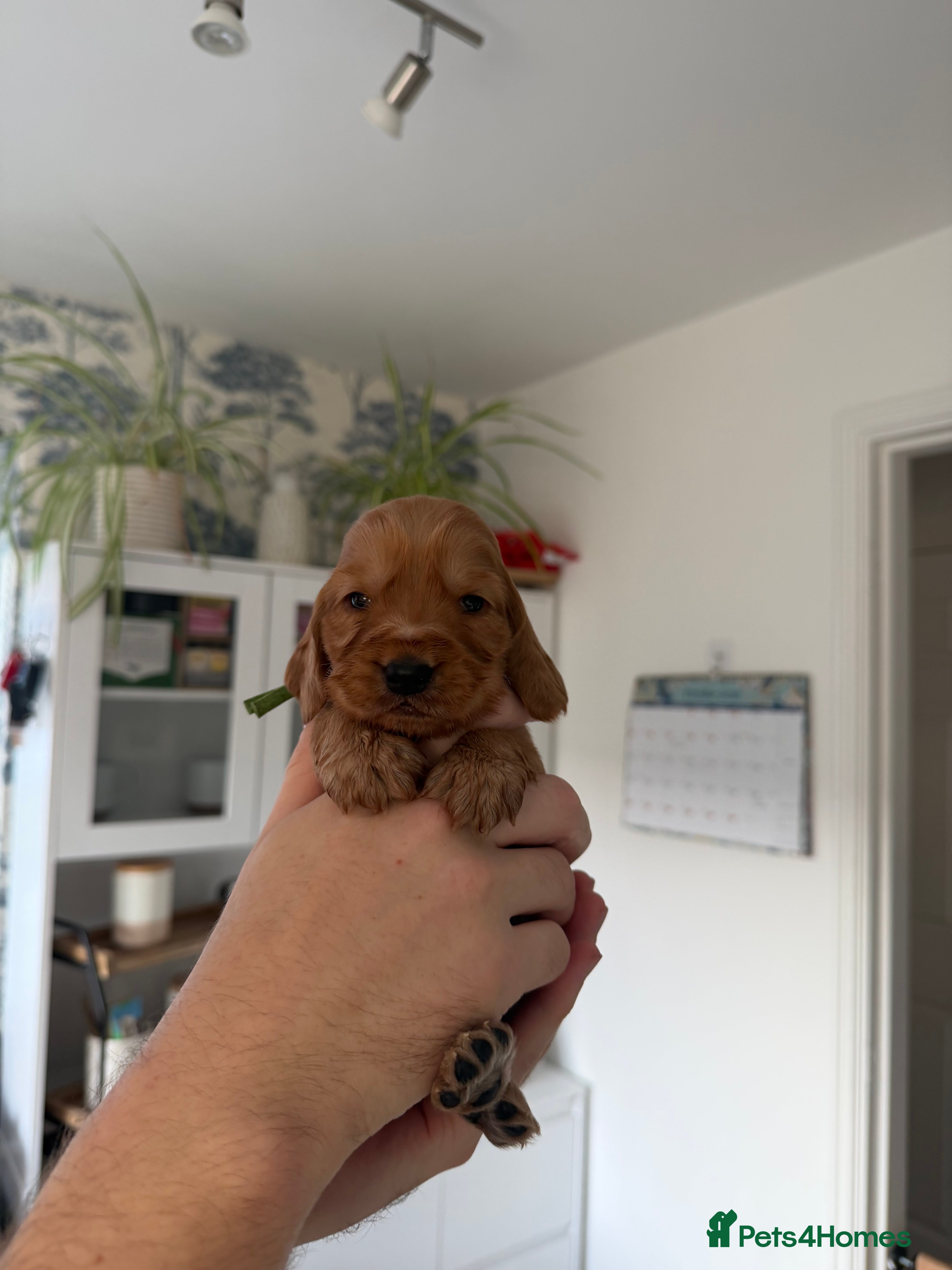 Cocker Spaniel dogs for sale: Beautiful cocker spaniels  - Advert 2