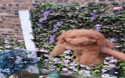 Cavachon dogs for sale: Beautiful golden cavapoochons puppies  - Image 1