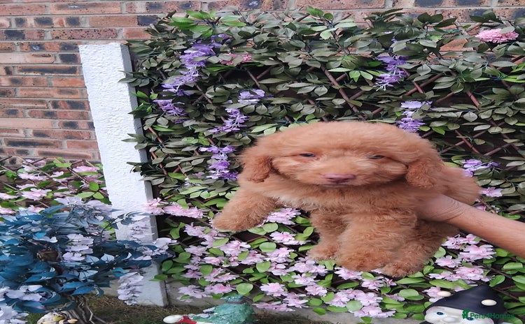 Cavachon dogs - Advert 1