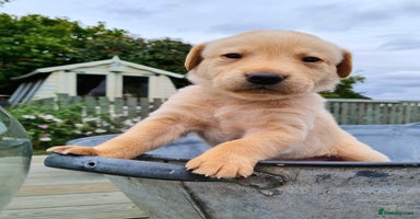 Labrador Retriever dogs - Advert 9