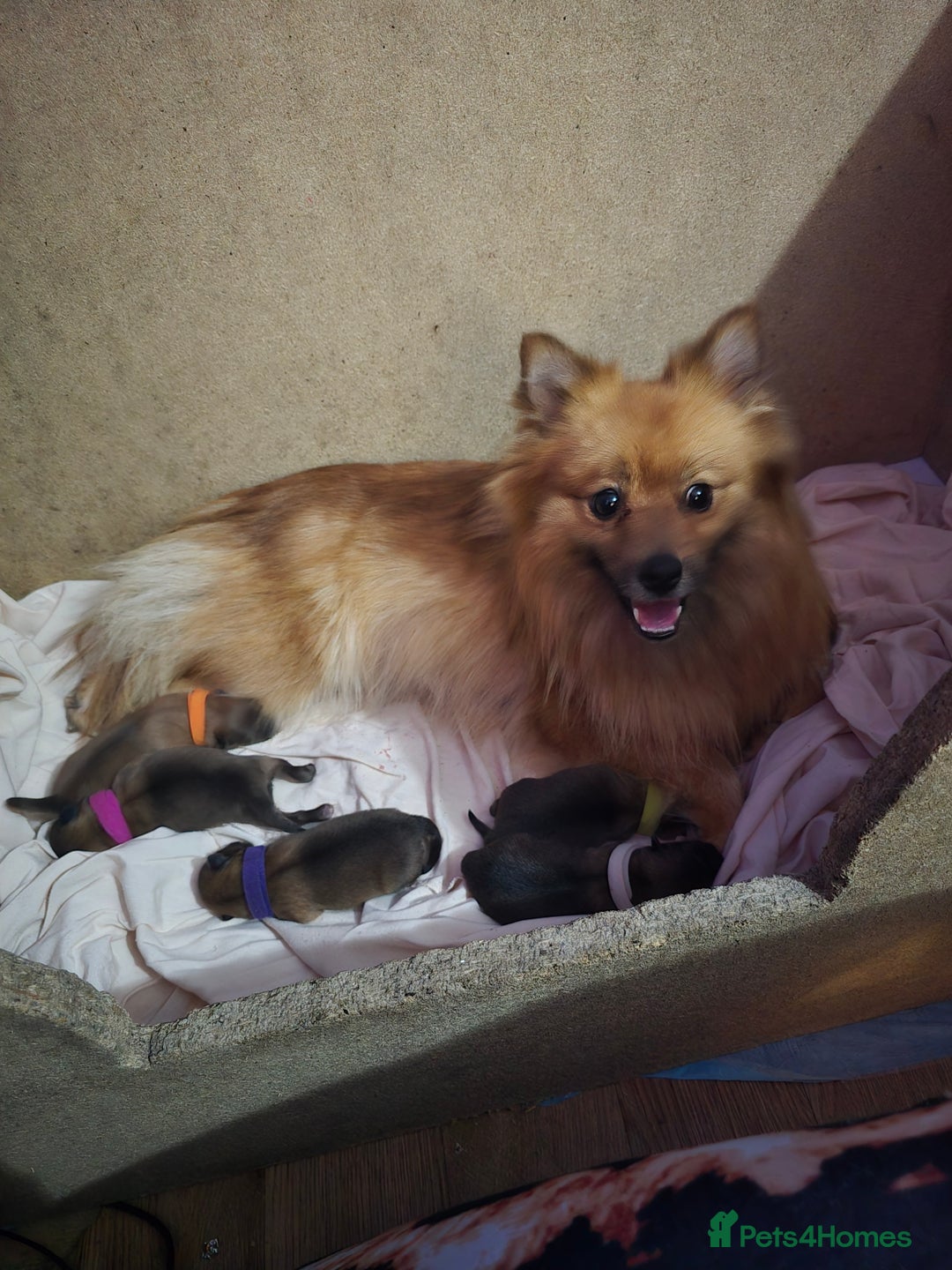 Pomeranian dogs for sale: Pomeranian puppies for sale - Advert 1