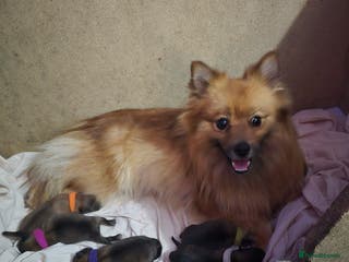 Pomeranian dogs Pomeranian puppies for sale - Advert 2
