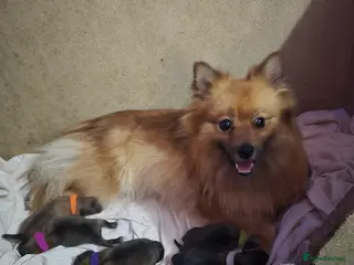 Pomeranian dogs Pomeranian puppies for sale(all reserved) - Advert 18