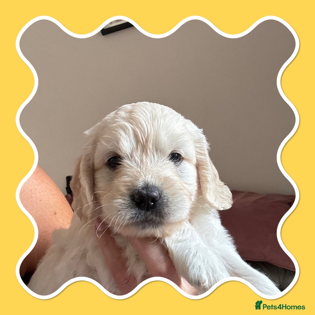 Goldendoodle dogs for sale: Stunning f1 Mini Goldendoodles Family Raised - Image 4