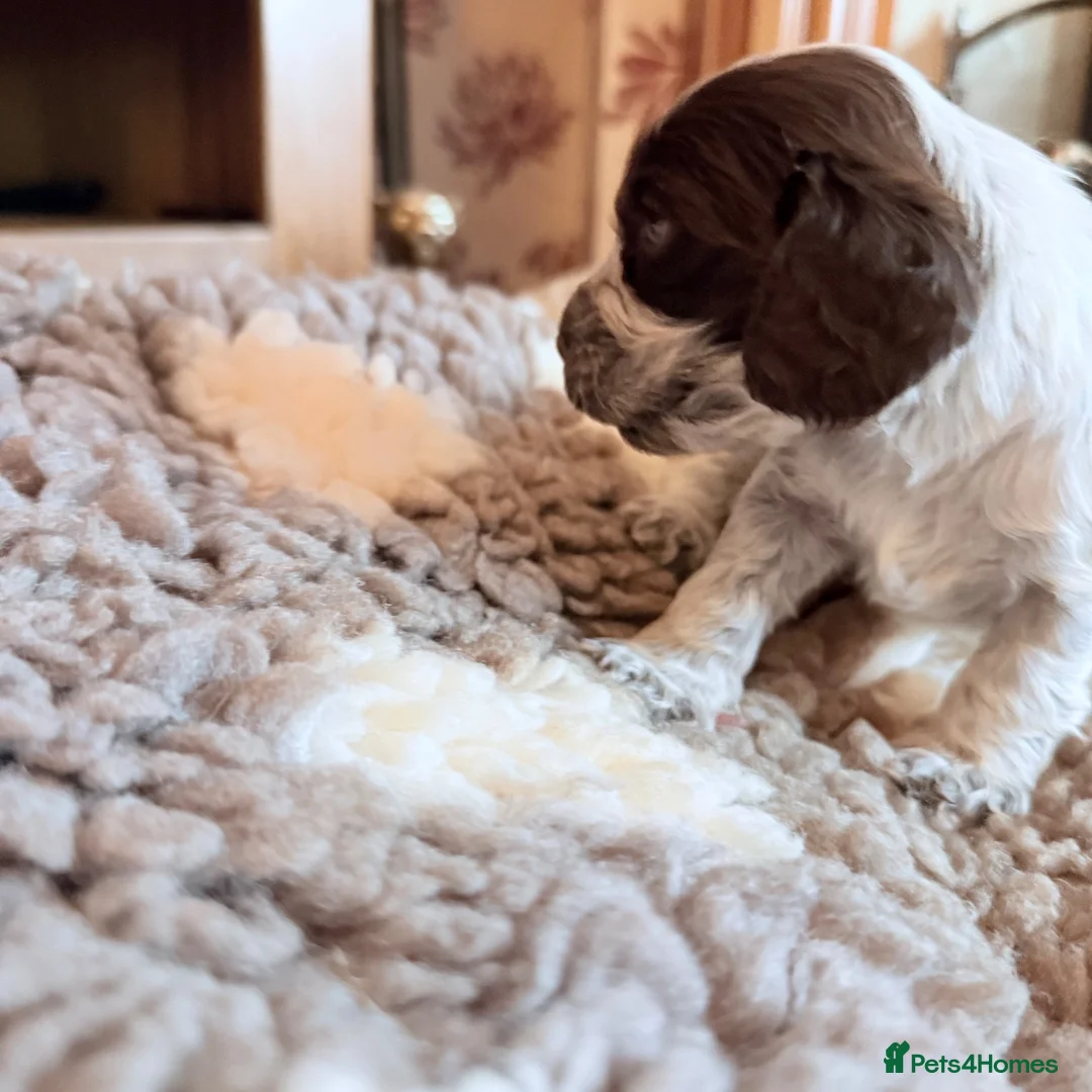 Cocker Spaniel dogs for sale: KC  Show cocker spaniel pups - Advert 24