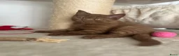 British Shorthair cats for sale: 5 Adorable Brown British Shorthair Kittens - Advert 6