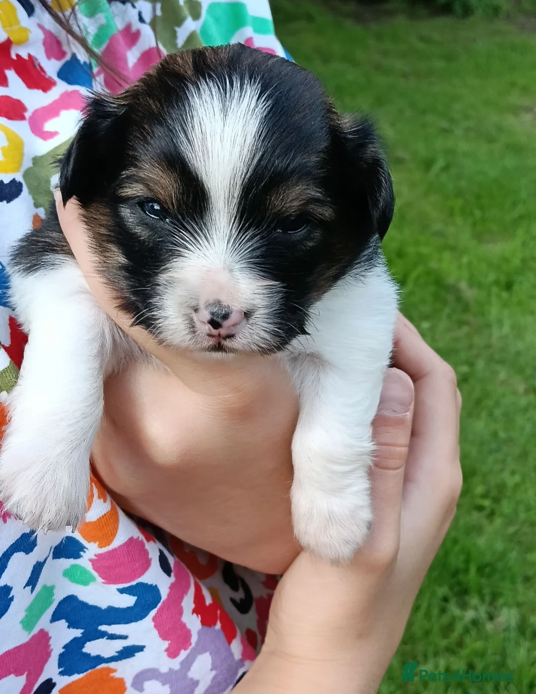 Mixed Breed dogs for sale: Exceptional Papillon × Mittel Spitz Puppies in Wisbech - Advert 1