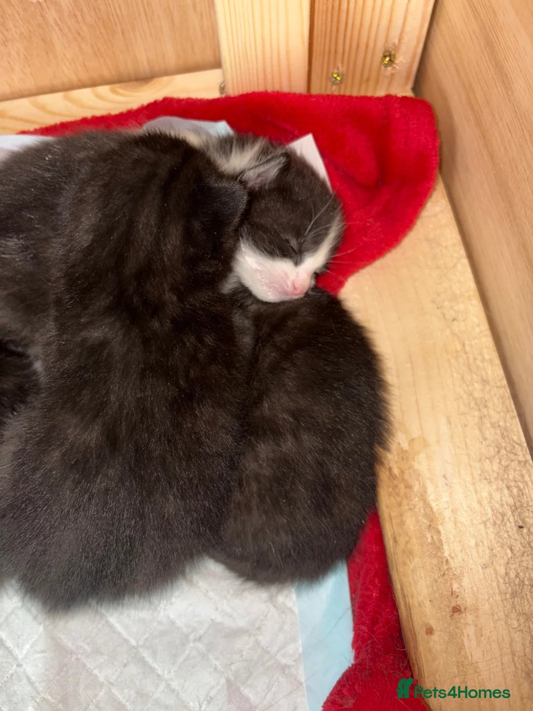 Mixed Breed cats for sale: 4 Beautiful tuxedo kittens  - Advert 2
