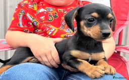 Mixed Breed dogs for sale: Dorkie puppies - Image 9