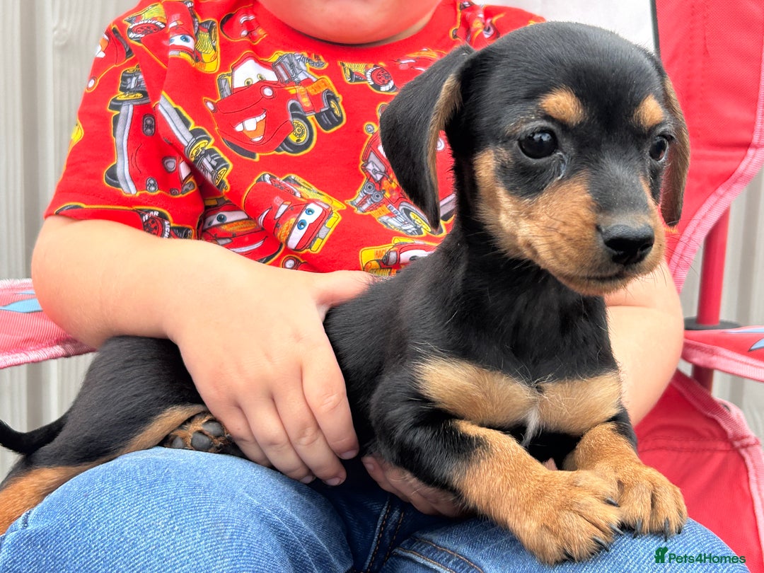 Mixed Breed dogs for sale: Dorkie puppies - Image 9