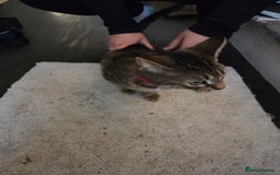 Bombay cats for sale: Black kitten female looking for loving home - Image 5