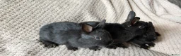 Netherland Dwarf rabbits for sale: Dwarf Rabbits - Advert 5