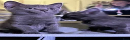 Mixed Breed cats for sale: Beautiful kitten in Salford - Advert 16