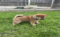 Japanese Shiba Inu dogs for sale: Last Boy - 15 yrs exp Health Checked - Image 4