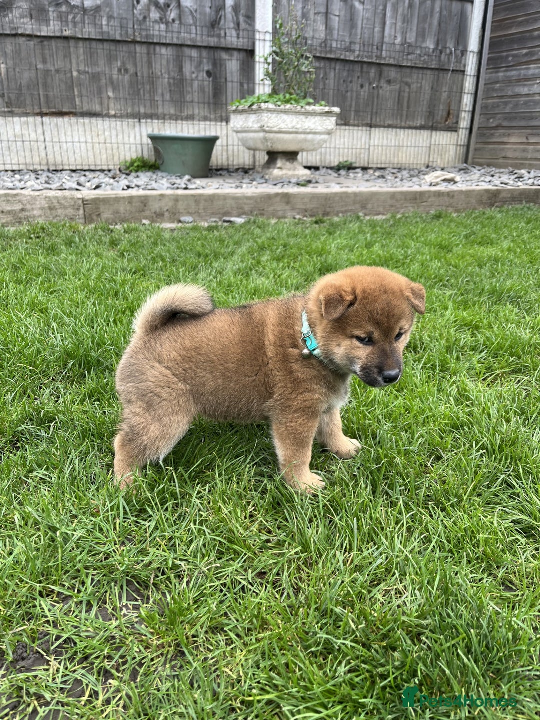 Japanese Shiba Inu dogs for sale: Last Boy - 15 yrs exp Health Checked - Image 4