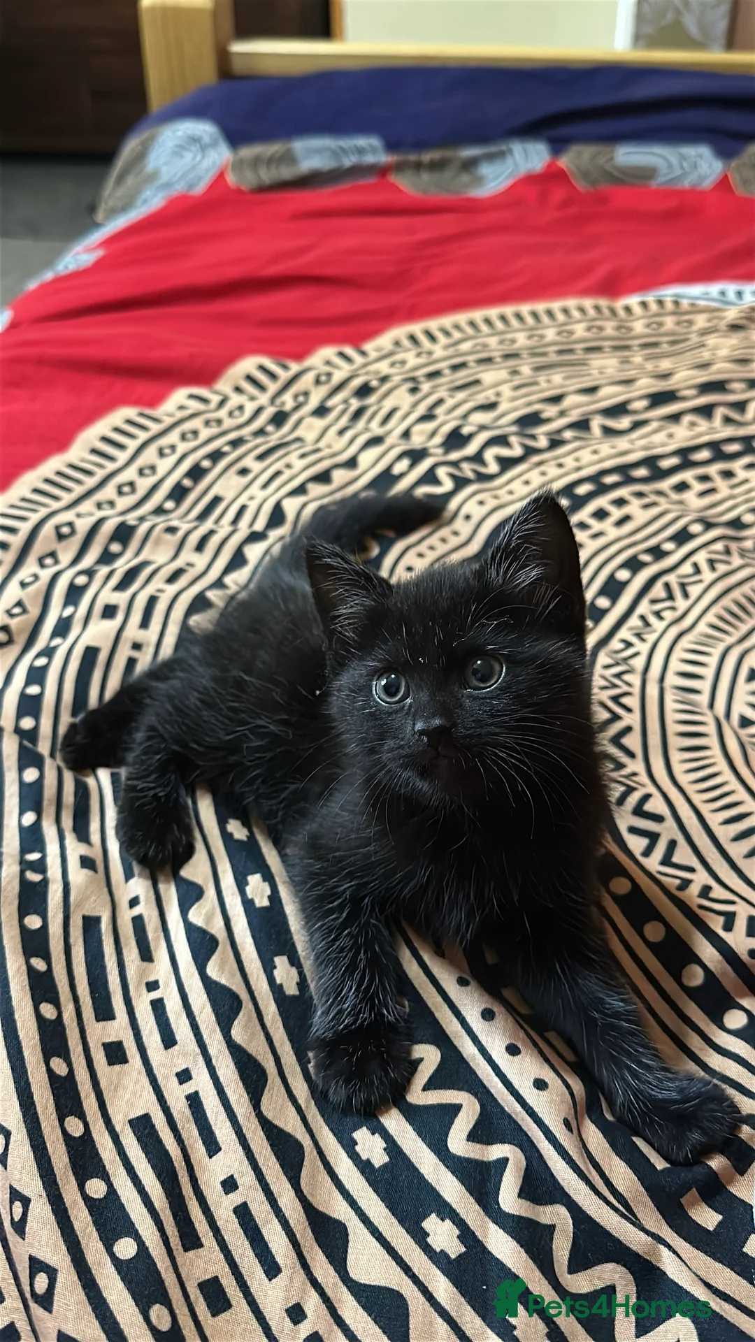 Domestic Shorthair cats for sale: Kitten for sale  - Advert 2