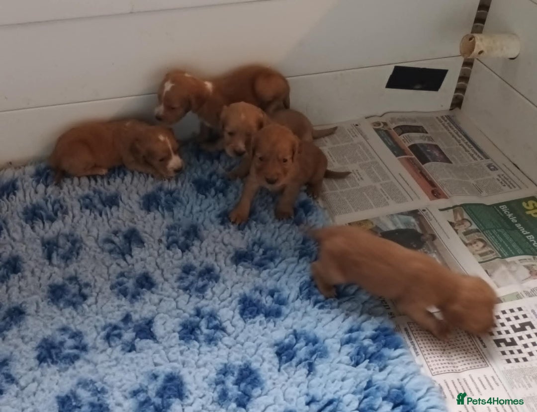Cocker Spaniel dogs for sale: GOLD COCKER SPANIEL BOYS. - Image 3