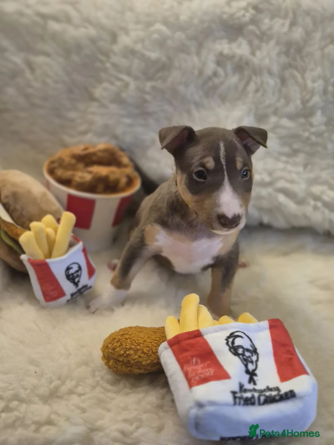 Miniature Bull terrier dogs for sale: REDUCED Exclusive Miniature Bull Terrier Pups  - Advert 26