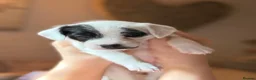 Mixed Breed dogs for sale: Miniature Poodle Cross Puppies  - Advert 19