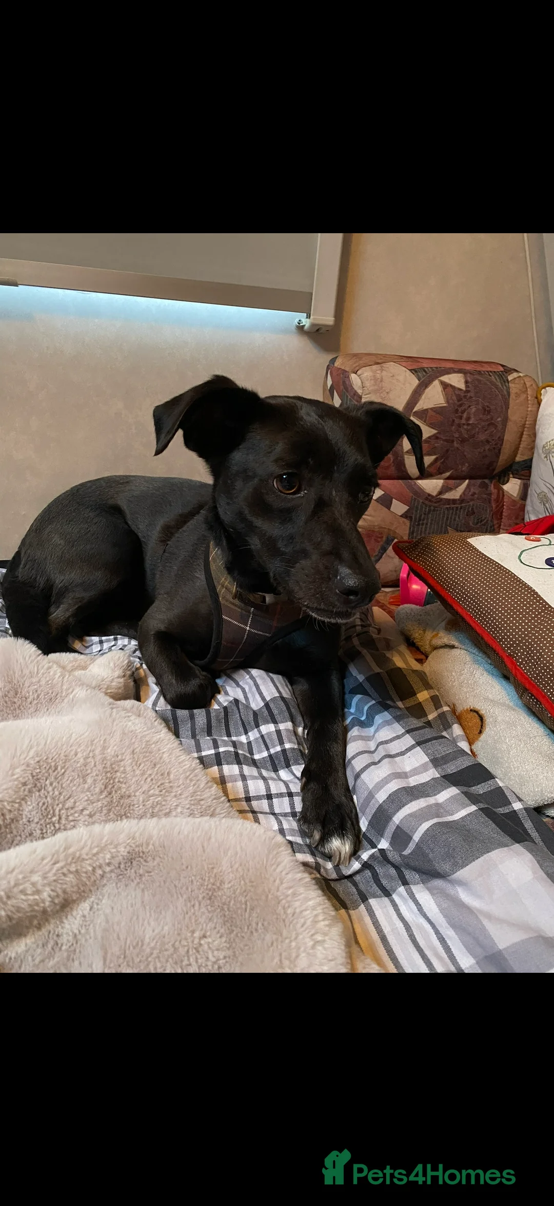 Mixed Breed dogs for sale: Lily 8yr old mixed breed  - Advert 4