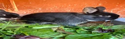 Guinea Pig rodents for sale: Male netherland dearf - Advert 2