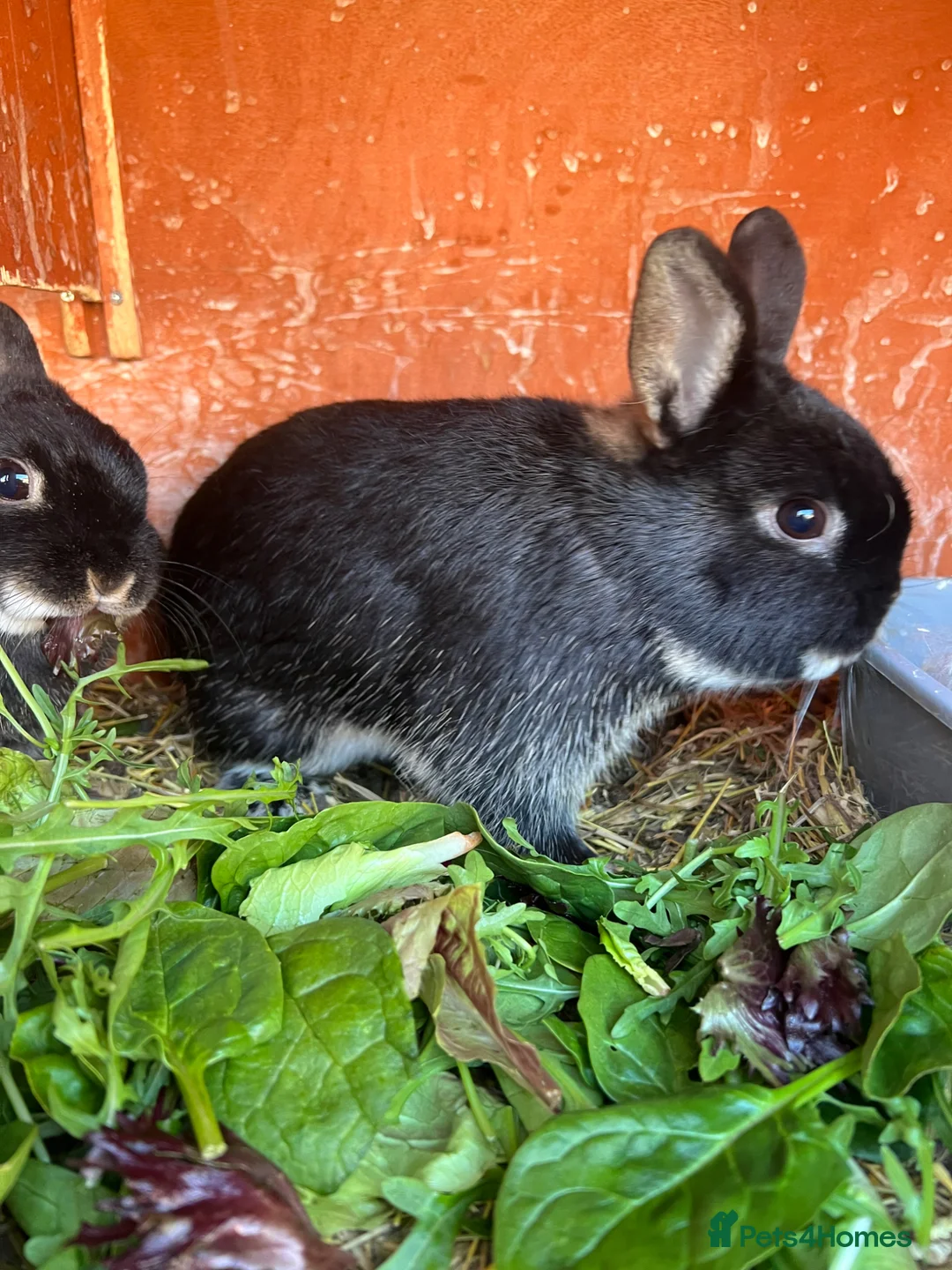 Guinea Pig rodents for sale: Male netherland dearf - Advert 2