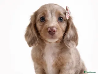 Miniature Dachshund dogs Long haired Miniature dachshund puppies KC REG - Advert 15