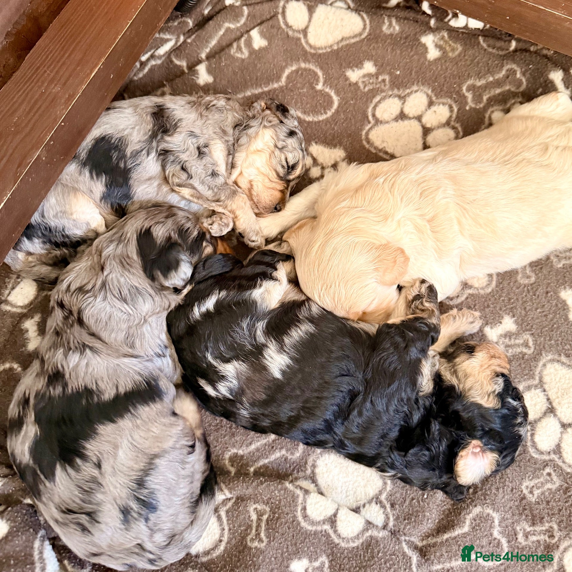 Mixed Breed dogs Toy Cavapoochon’s ❤️🐾 - Advert 2