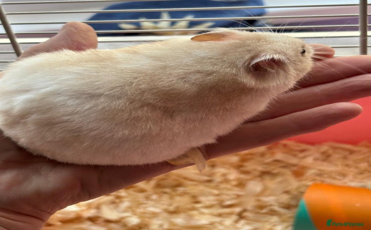 Hamster rodents - Advert 13