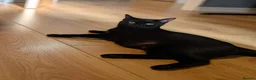 Russian Blue cats for sale: Russian blue kittens for sale.  - Advert 2