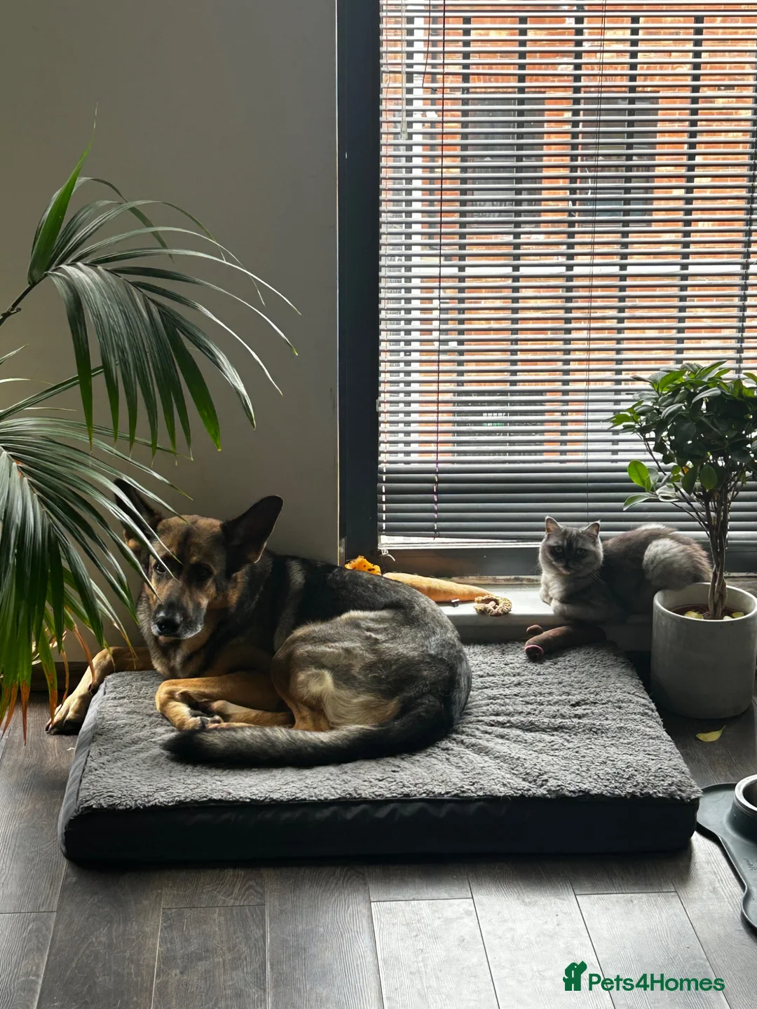 German Shepherd dogs for sale: Beautiful German Shepherd Girl  - Advert 6