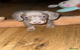 Miniature Dachshund dogs for sale: Miniature Dachshund Puppies - Image 10