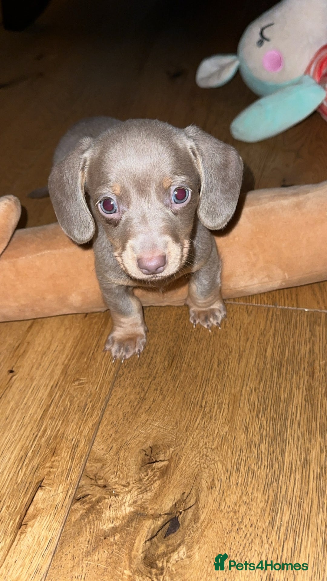 Miniature Dachshund dogs for sale: Miniature Dachshund Puppies - Image 10