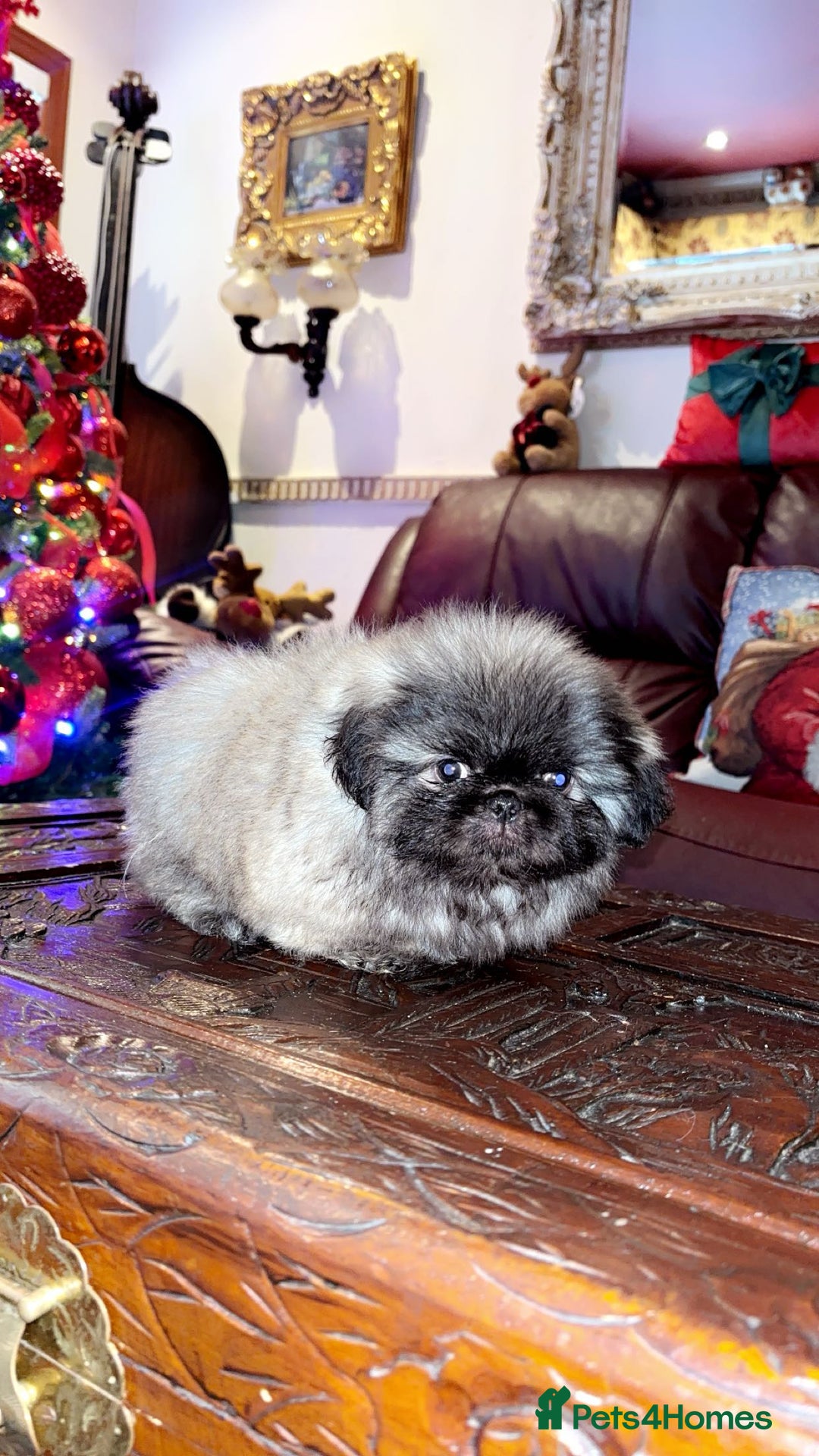 Pekingese dogs for sale: High quality Pekingese puppies  - Advert 18