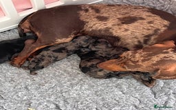 Doxiepoo dogs for sale: Beautiful Doxipoos - Image 9