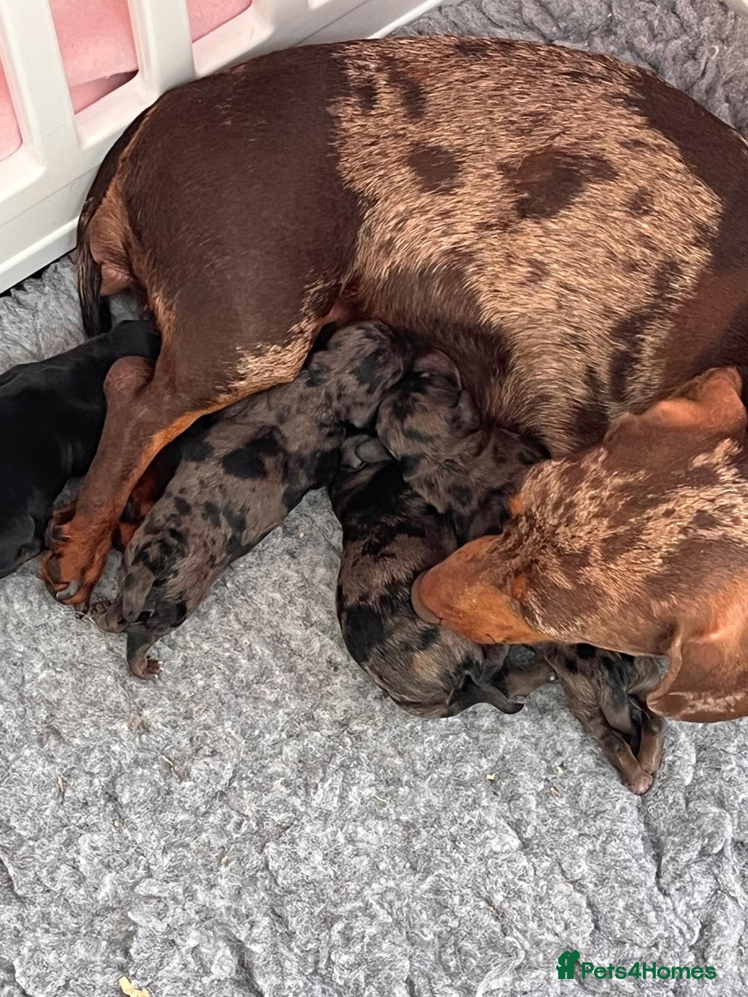 Doxiepoo dogs for sale: Beautiful Doxipoos - Image 9